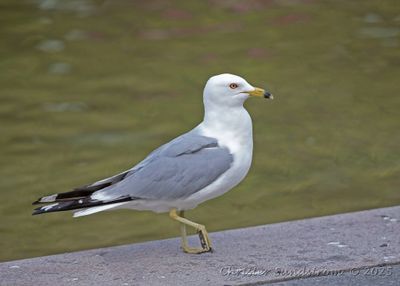 Ringnäbbad mås