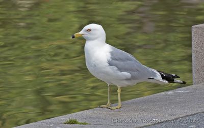Ringnäbbad mås