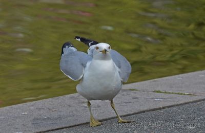Ringnäbbad mås