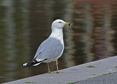 Ringnäbbad mås