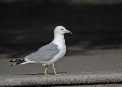 Ringnäbbad mås