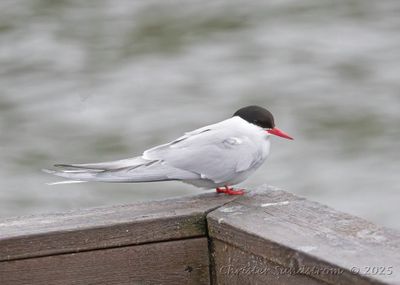 Latest photos in Sweden