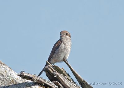 Trnskata, female