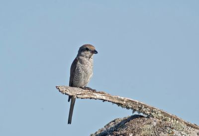 Trnskata, female