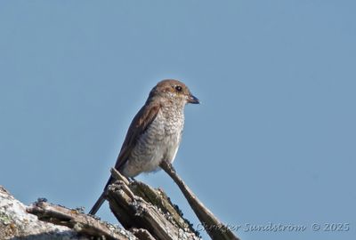 Trnskata, female