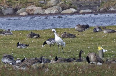 Skedstork  