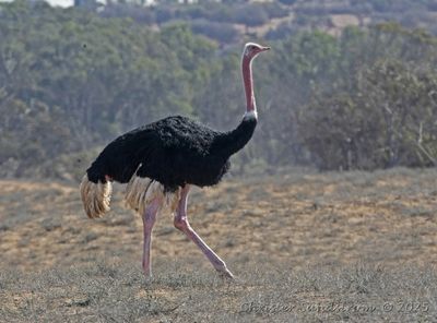 Afrikansk Struts, male