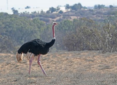 Afrikansk Struts, ale 