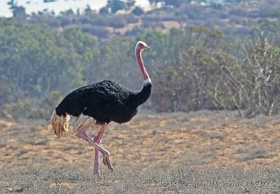 Afrikansk Struts, male
