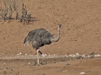 Afrikansk Struts, female