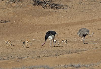 Afrikansk Struts, male and female