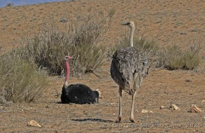 Afrikansk Struts, male and female