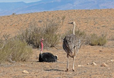 Afrikansk Struts, male and female