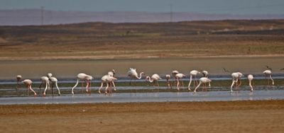 Strre flamingo  