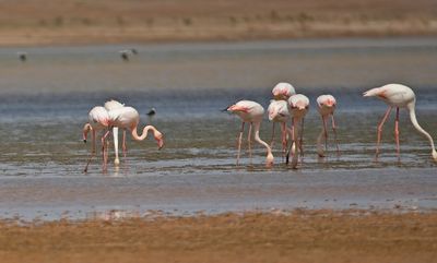 Strre flamingo  
