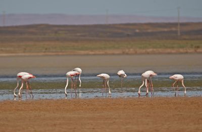 Strre flamingo  
