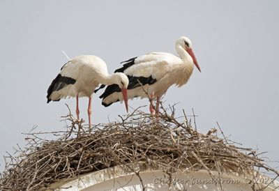 Vit stork  