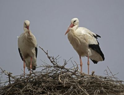 Vit stork  