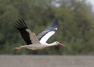 Vit stork  