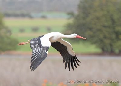 Vit stork  