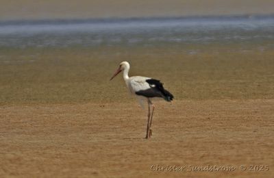 Vit stork  