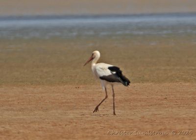 Vit stork  