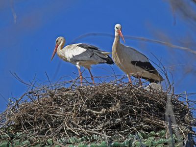 Vit stork  