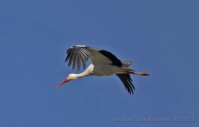 Vit stork  