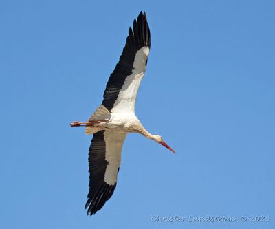 Vit stork  