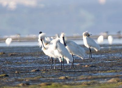 Skedstork  