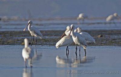 Skedstork  