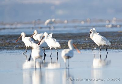 Skedstork  