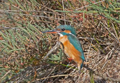 Kungsfiskare, female