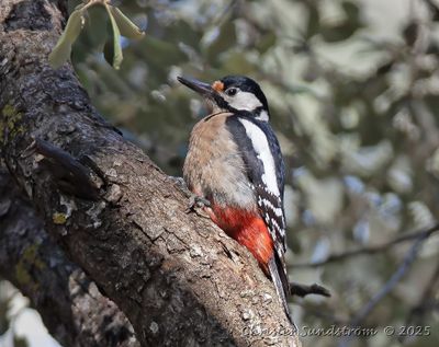 Strre hackspett, female