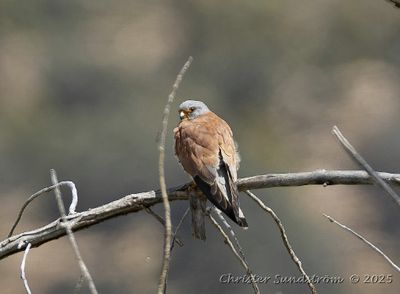 Rdfalk, male