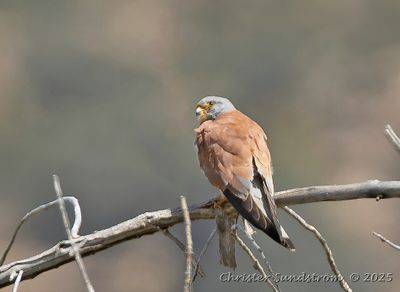 Rdfalk, male