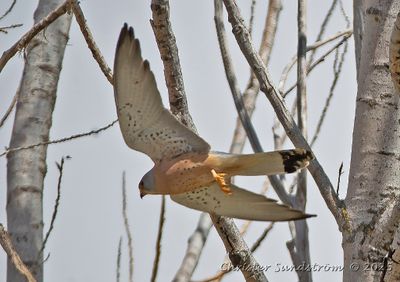 Rdfalk, male
