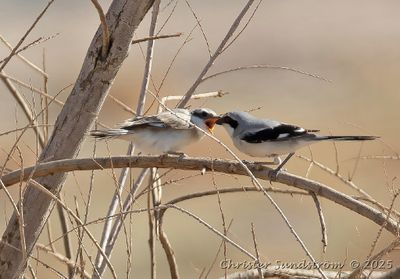 Birds and animal in Marocko 2025