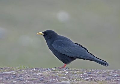 Alpkaja  