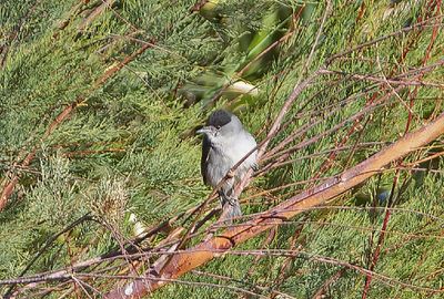 Svarthtta, male
