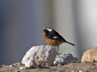 Diademrdstjrt, male