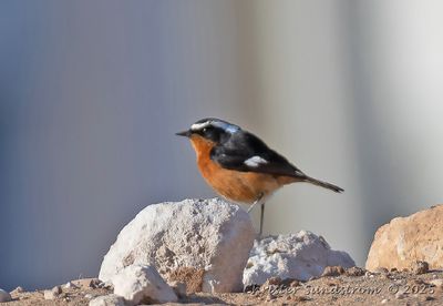 Diademrdstjrt, male