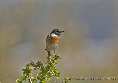 Svarthakad buskskvtta, male