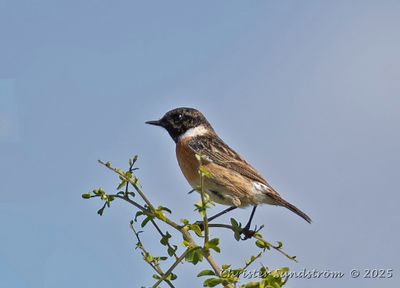 Svarthakad buskskvtta, male