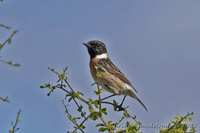 Svarthakad buskskvtta, male