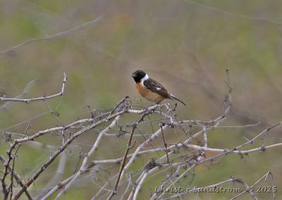 Svarthakad buskskvtta, male