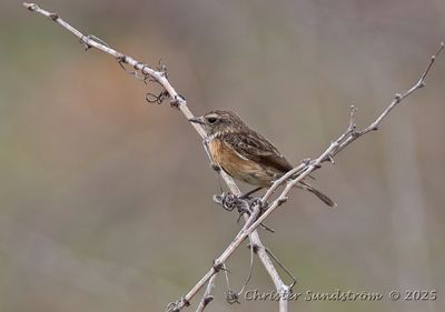 Svarthakad buskskvtta, female