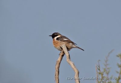 Svarthakad buskskvtta, male