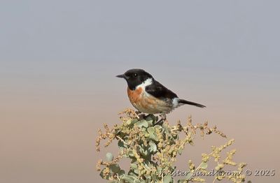 Svarthakad buskskvtta, male