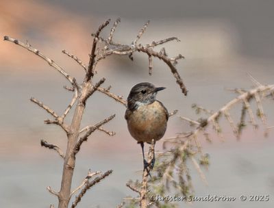 Svarthakad buskskvtta, female